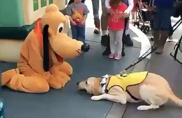 Service Dog Has Best Reaction When He Meets His Hero