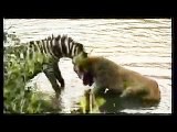 The battle that stunned everyone between the zebra and lion, something unbelievable See for yourself in slow motion