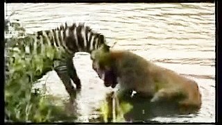 The battle that stunned everyone between the zebra and lion, something unbelievable See for yourself in slow motion