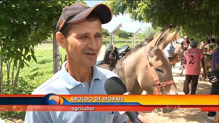 Corrida de jegue, tradição em Bom Jesus