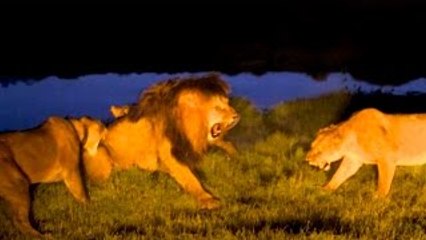 Lion Video National Geographic LIONS ON THE EDGE {Hungry & Desperate Lions}