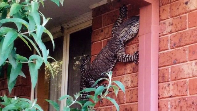 Australian man finds MONSTER Lizard in his backyard