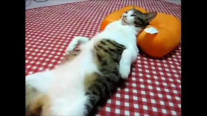Funny cats compilation 2016-Cats Song Very Funny
