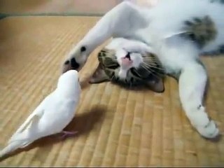 Cat playing with a parrot