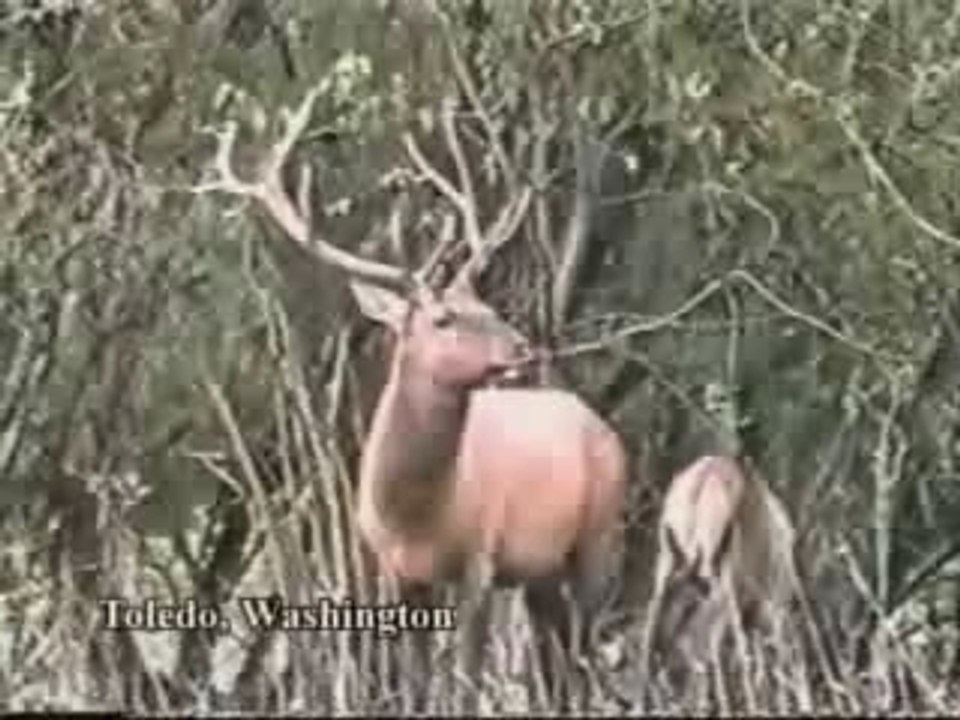 Cerf attaque Chasseur