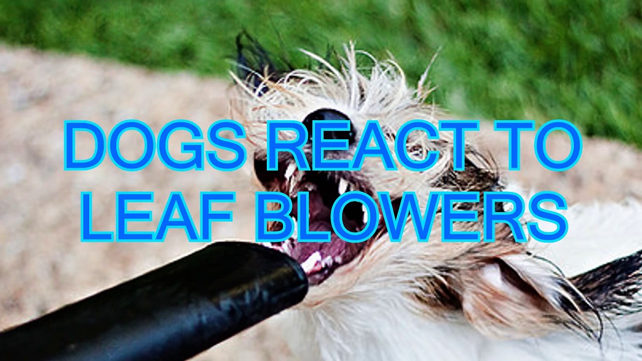 Dogs react to leaf blowers - Funny dog compilation