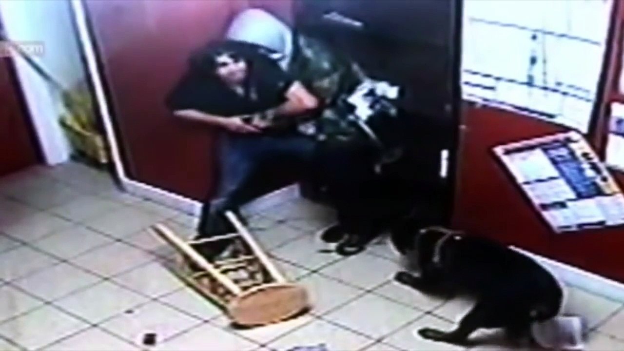 Dogs protect Owners compilation 2015