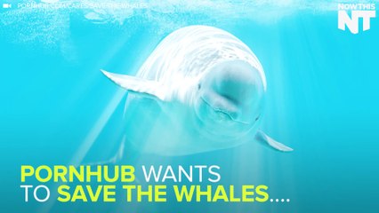 PornHub Is Saving The Whales