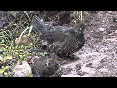 The Hunting Chronicles - BC Elk Hunt