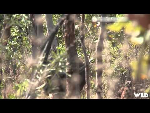 Hunting Canada and Beyond - Australia Water Buffalo Show 2