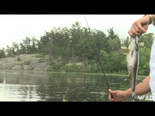 Fish TV - French River Bass