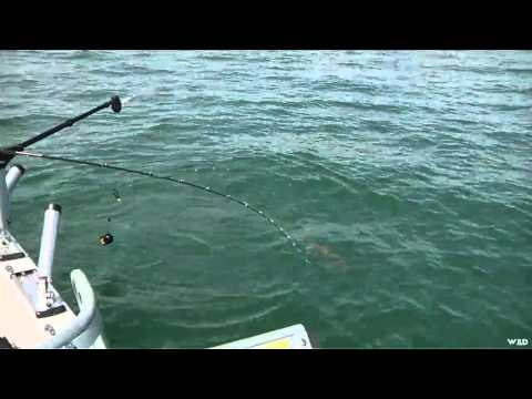 Fishful Thinking - Glow Spoon Lakers