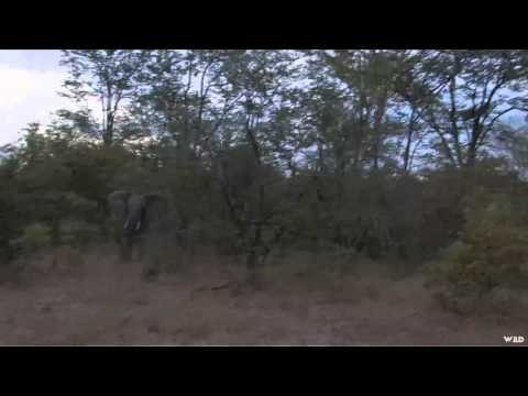 Safari Hunters Journal - Elephant