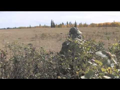 MOJOs Coming to the Call - Ranchland Coyote