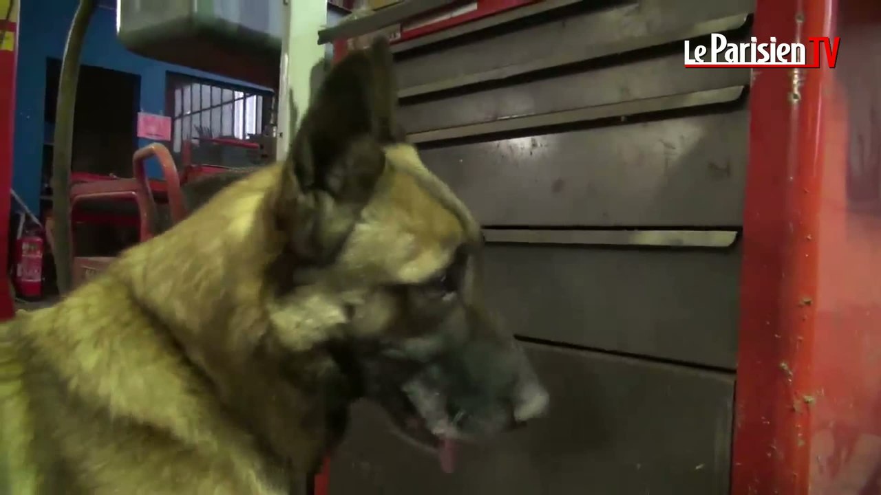 Les chiens de la gendarmerie dressés pour trouver des billets de banque