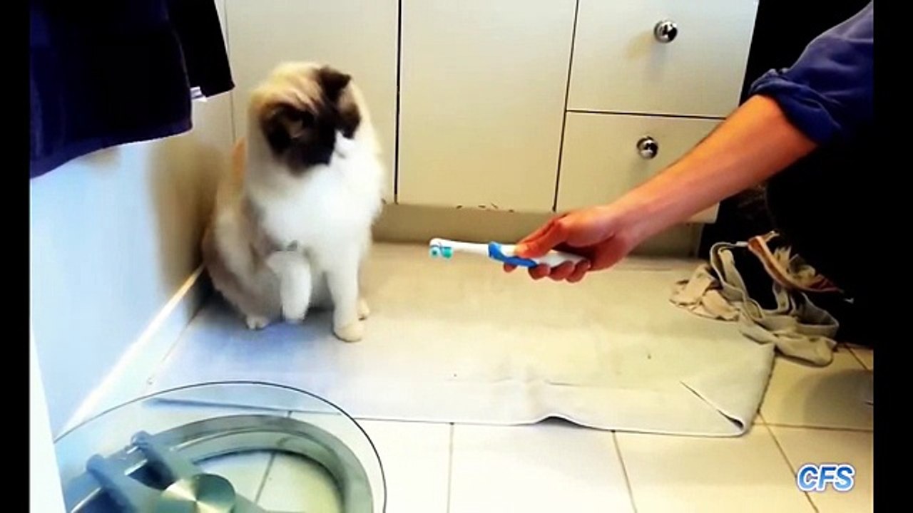 Funny Cats Compilation - 2016