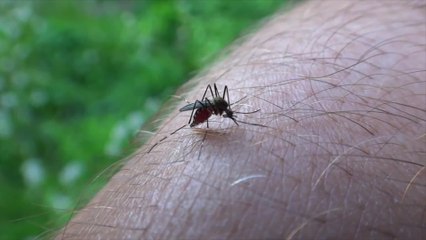 What You Need To Know About The Zika Virus