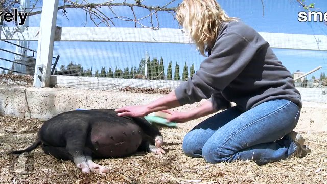 How to Trim Your Potbellied Pigs Hooves | Pet Pigs