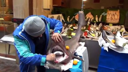 Marmara'da dev köpek balığı yakalandı