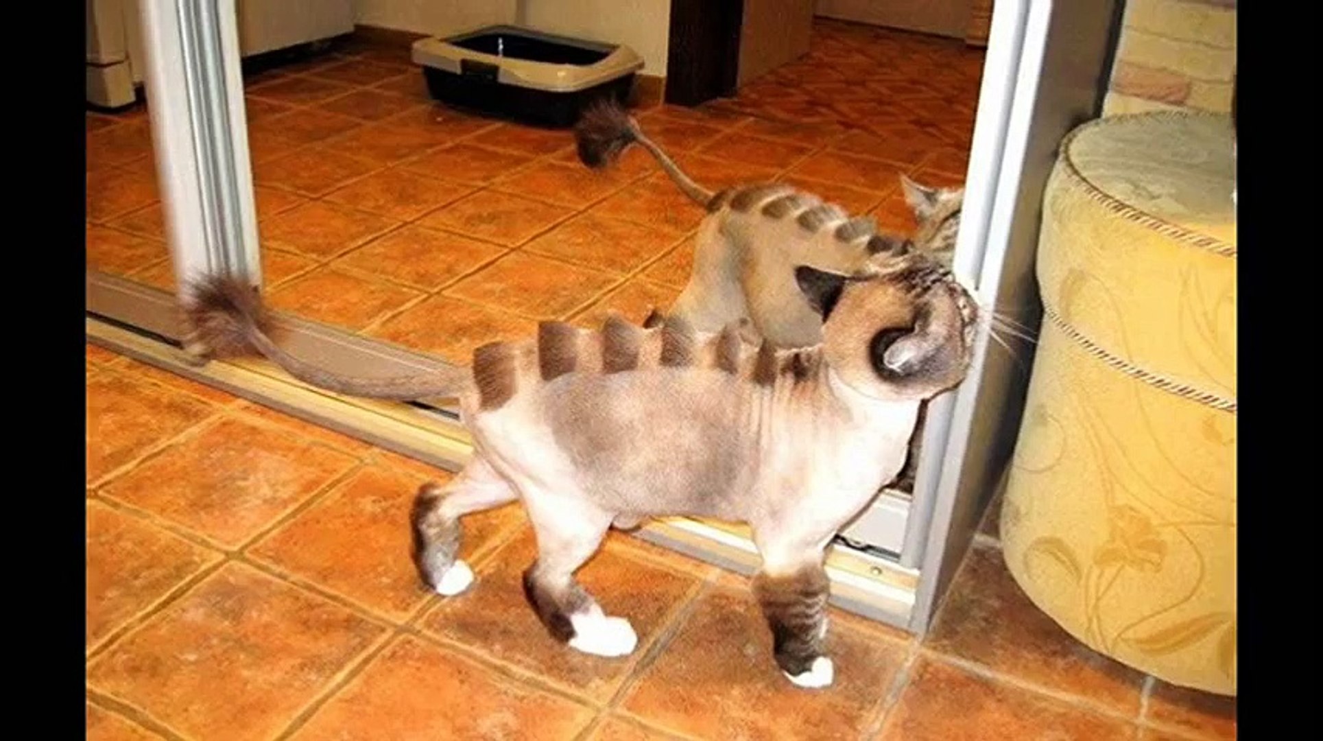 Домашние животные.  Груминг кошек