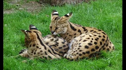 Домашние животные. Породы кошек