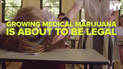 Australia Plans To Legalize Growing Medical Marijuana