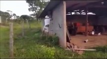 Dumb guy hits bee nest with his bare hands !!