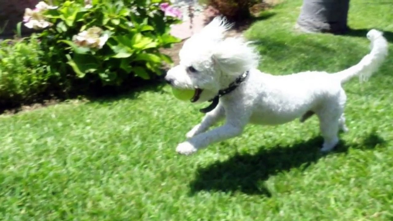 Cesar 911 - Cesar Millan