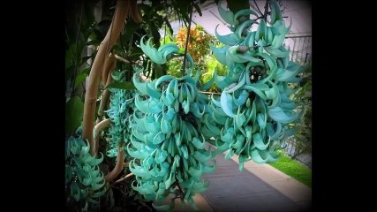 Самые красивые и необычные цветы в мире