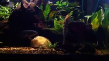 Jaguar cichlid vs tiger oscar (Funny Videos 720p)