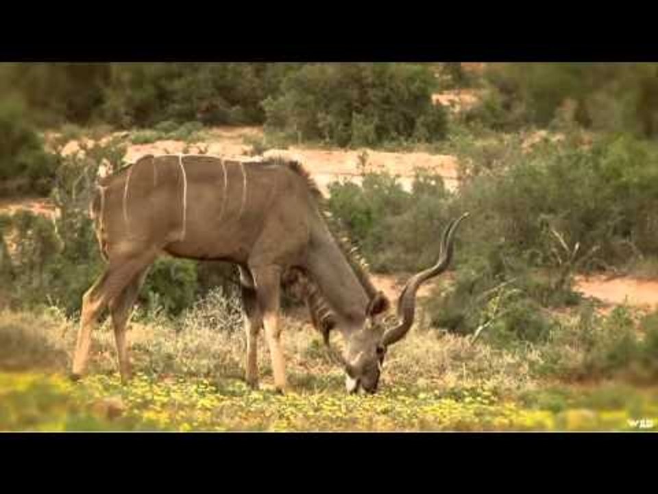 Aim On Africa - The Grey Ghost