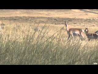 Life at Table Mountain - Carl Krausch Combo Hunt