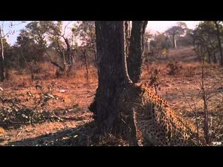 Noslers Magnum TV  - Wild Niassa Leopard