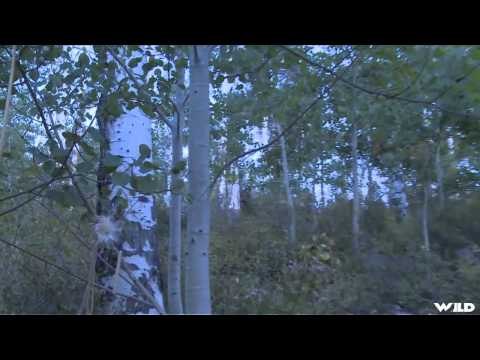 Steves Outdoor Adventures - Utah Bugling Bull Elk Hunt