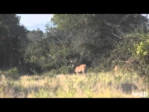 Safari Hunters Journal - Buffalo Bonanza