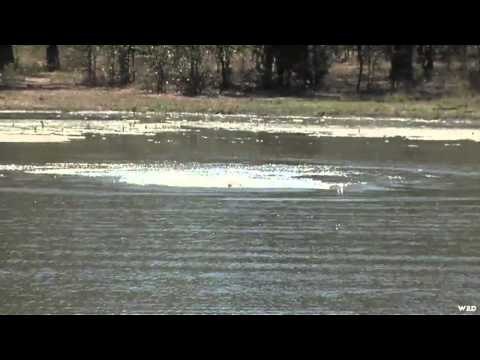 Where in the World is Colorado Buck - Zimbabwe Safari Hippo Hunt