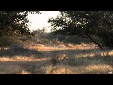 Cabelas Ultimate Adventures - Wendlandt Ranch Whitetails