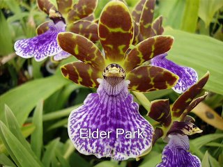 Божественный мир орхидей