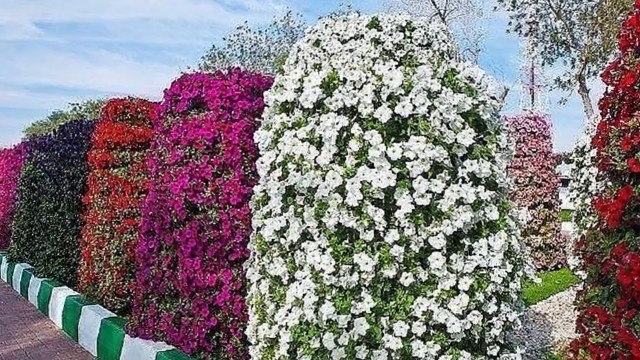 Вертикальные клумбы из петуний своими руками