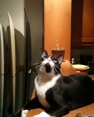 A cat tracking his prey...