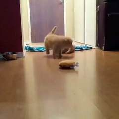 A puppy has an awkward fall but is playing it off cool...