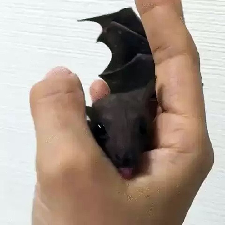 Bats get a really bad rap. They are very helpful creatures!