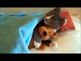 Funny - Funny cats - Funny Cats Videos (2016)- Funny Cats Compilation