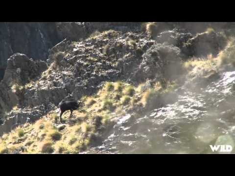 Outdoor Quest TV - New Zealand Red Stag and Arapowa Ram