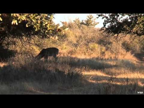 Cabelas Ultimate Adventures - Wendlandt Ranch Whitetails