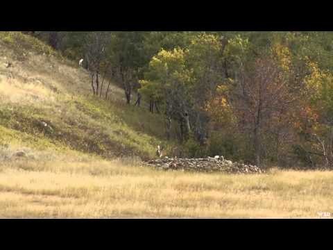Northwest Hunter - Deer Valley Ranch Elk and Whitetail Deer