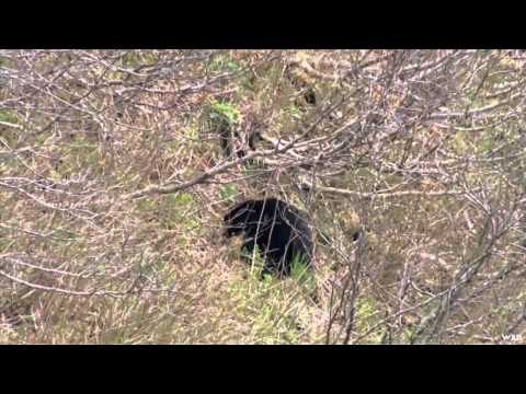 North American Safari - Alaska Bear Part 1