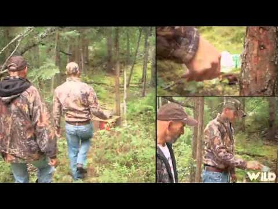 The Canadian Tradition - Bears At Ground Zero