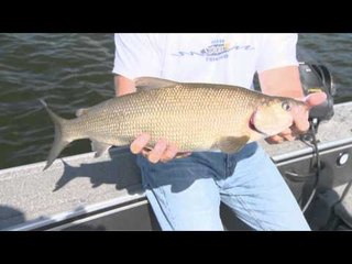 Babe Winkelmans Good Fishing - UnderRated Delights