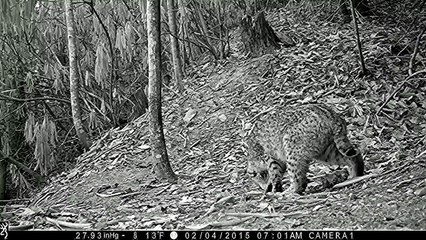 Large Bobcat at the trail cam (early morning)